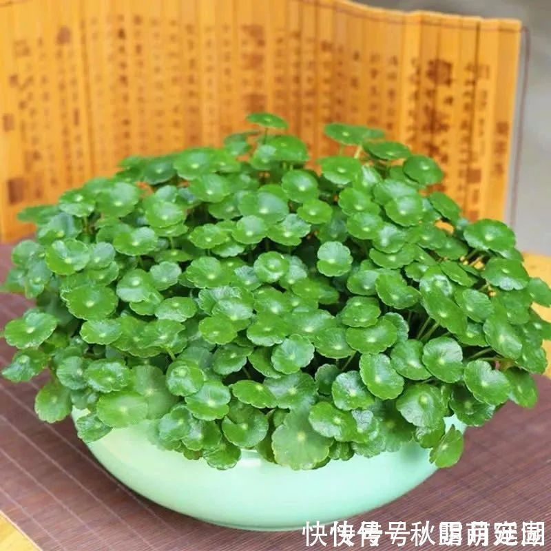 叶片|八种命里带“钱”的植物,家里养一盆,招财又旺运,你家养了几种