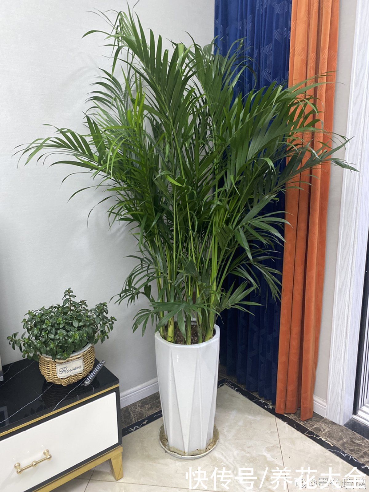 夏天|失眠多梦真头疼，养这3种花，带你安心入眠没烦恼