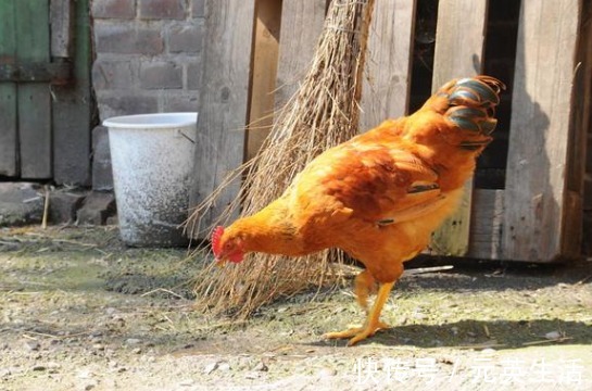 淋巴腺|请停止食用6种肉食,也许含重金属超标,看看有你爱吃的吗