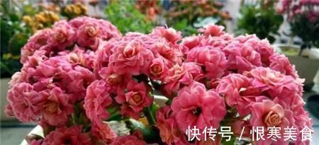 盆栽|吃剩的苹果皮不要扔，简单处理一下做花肥，养啥都旺盛！