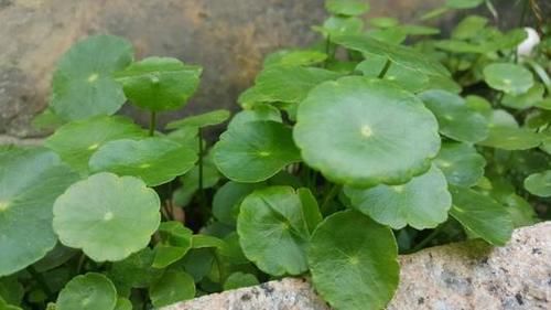 养肝|李兰娟院士建议:秋季养肝多吃这6种养肝食物,保护肝脏