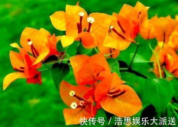 迷人|喜欢三角梅,不如养珍稀的柠檬黄三角梅,花开优雅迷人好养活