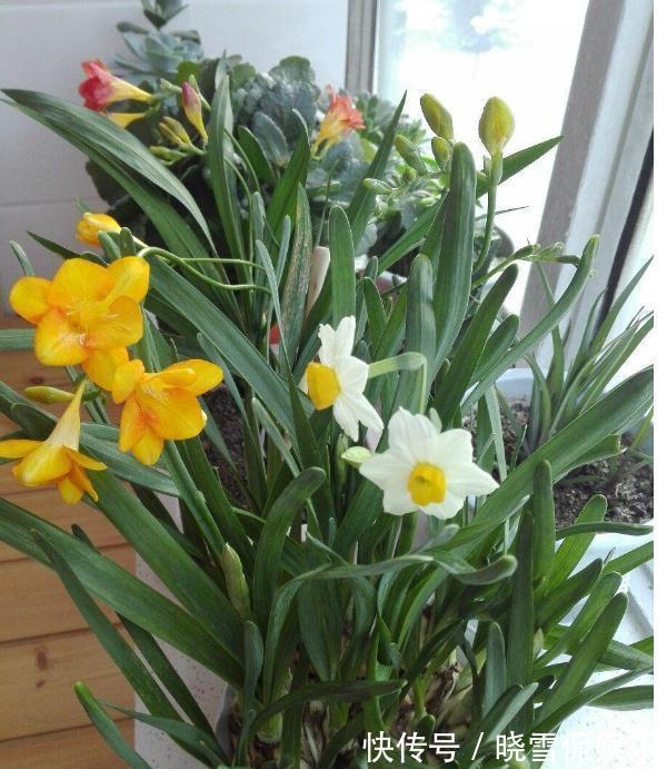 秋天|5种“漂亮花”,个个高颜值,越冷凉,花越艳,现在正是入手时