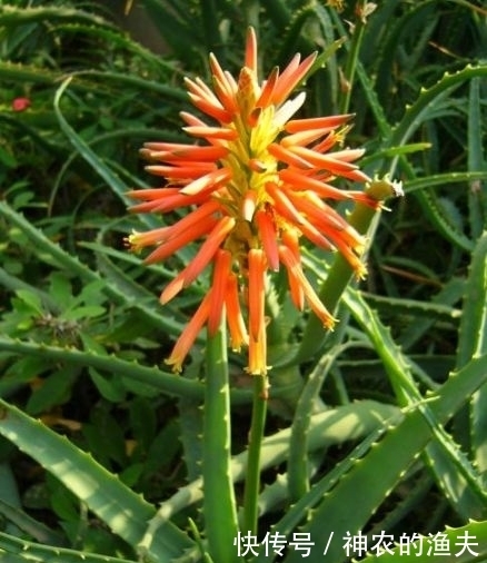 家里养此款花，直接美爆阳台，一年四季都美美的