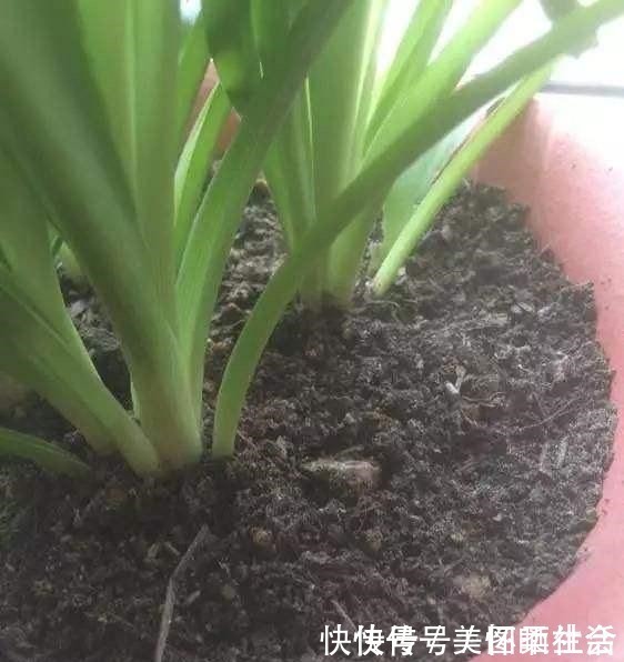 花盆|花盆里有小飞虫,不用喷药,简单1个方法,干净清爽,花草旺!