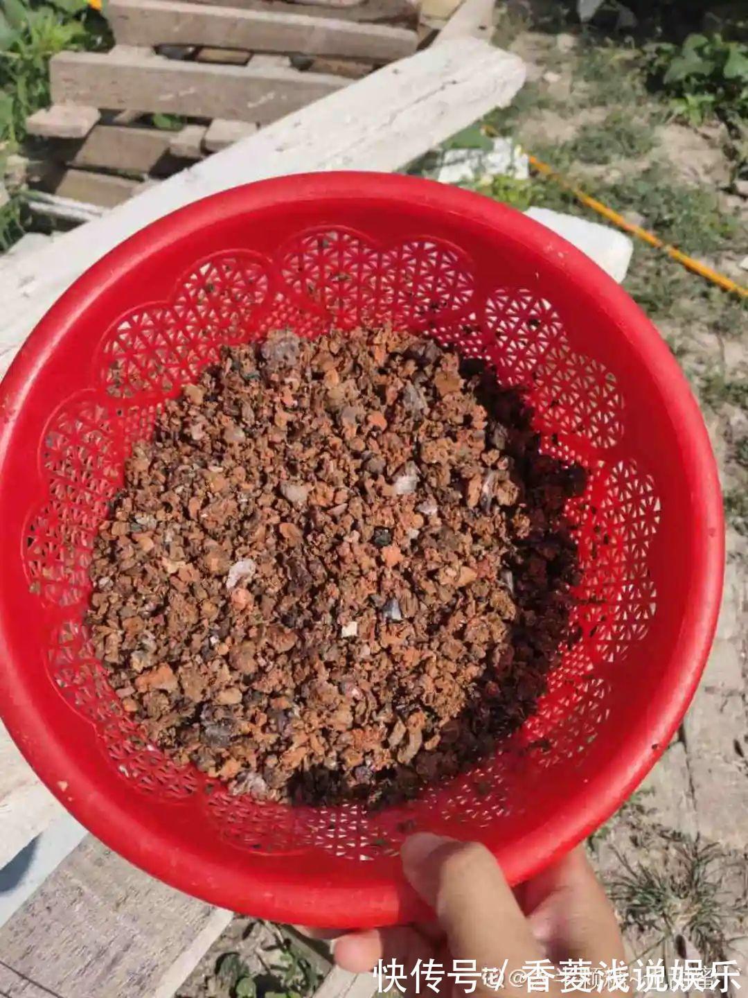 1把核桃垫盆底,不烂根、不招虫,疯长停不下来!