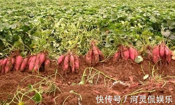 病菌|有“长寿食品”之誉的红薯,减肥瘦身,如何收获高产优质的红薯