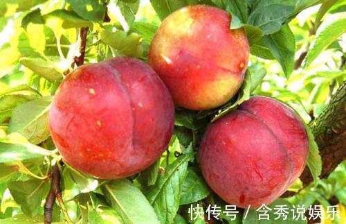 蜂蜜|聪明的人都爱吃此果子，清肝利水，清肠排毒，肌肤细腻有光泽！