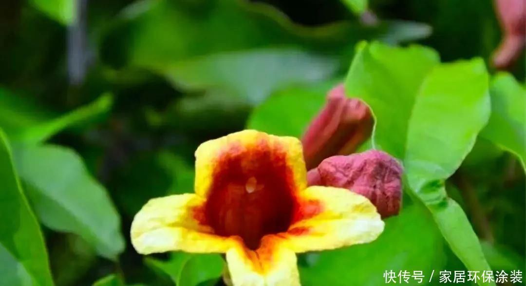 10种适合秋天移种的爬藤花,养1年就能爬满墙