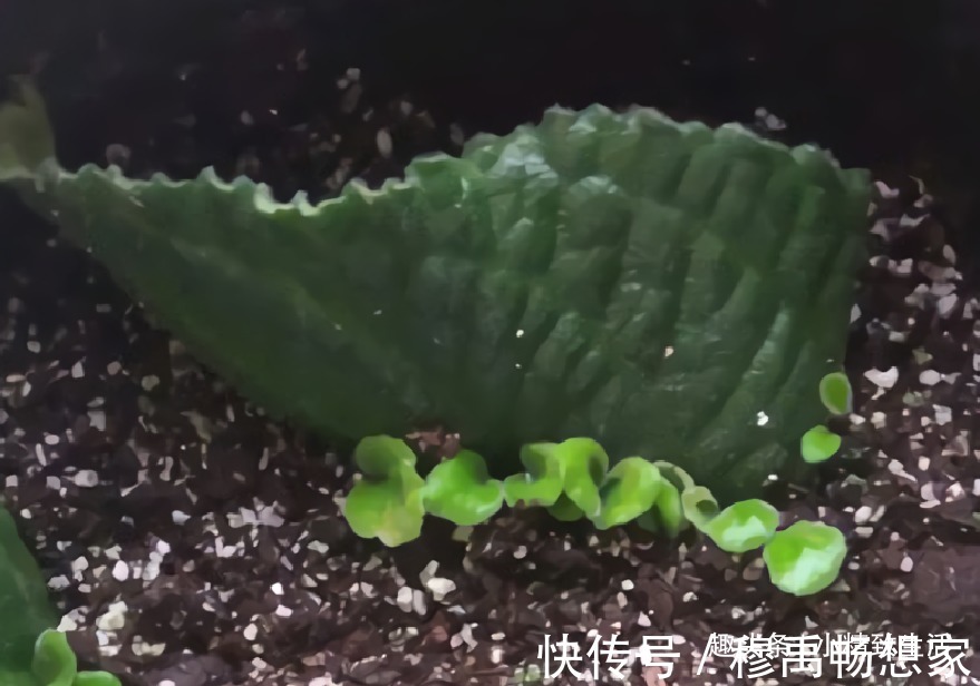 这种花，摘片叶子划2刀，插土里20天爆小苗，花大形美、颜色艳