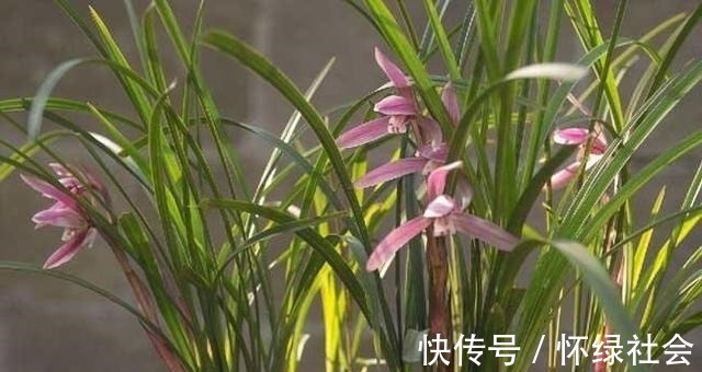 兰花常常养出“馒头堆”，这种造型好处多，预防病虫，花苞冒得多