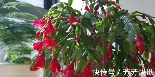 大岩桐|夏天这8种花赶快“断水”，一瓢水就能要了小命