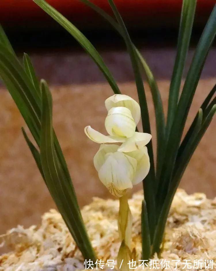 龟甲牡丹|世界上最名贵的花，一盆就是一座房子！