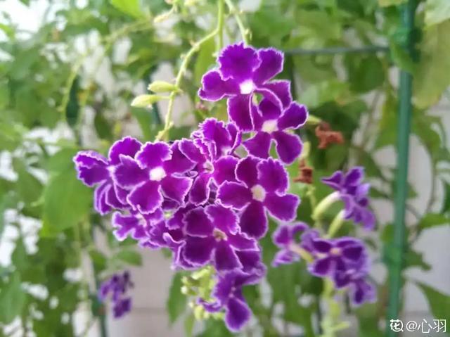 想要家里四季花开，这20种花，连续能开300天，完全不歇气
