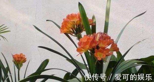 霜降后,4种花浇水是关键,学会此样做,叶片绿开花旺