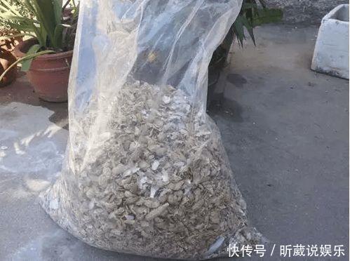 4种垃圾不会分类别担心，埋在花盆底，叶子绿得直滴油！