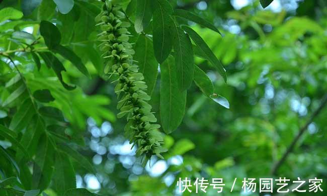 松树皮|养花,老化的树皮,堪称养花神器,制作方法简单,格外实用