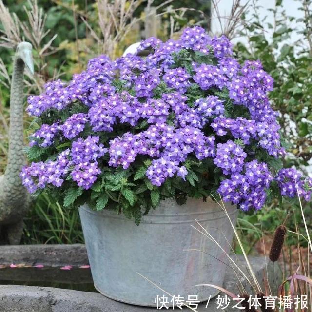 最爱晒太阳的8种花,越晒开花越多,阳台养几盆,开花成海