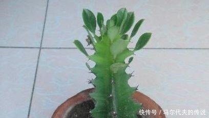 这3种“花”哪怕“半价”也别买,“折”一根枝,能养出一满盆!