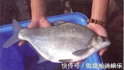 你们还在认为八九斤的那是鳊鱼吗?正确区分鲂鱼,鳊鱼的方法在这