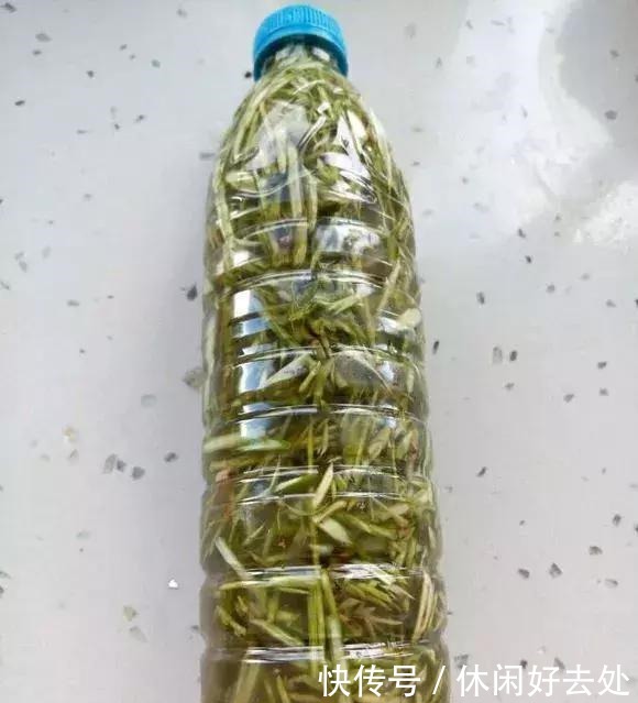 一勺白糖,在家就能自制生根水,生根快又省钱!