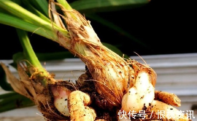 兰根|兰花烂根了怎么救花农教你几招,救活几盆烂根的兰花不成问题