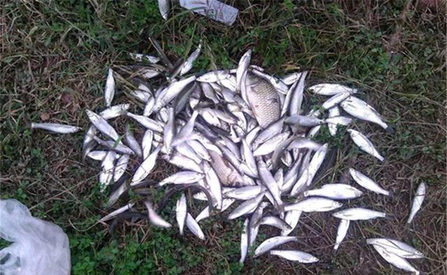 夏季野钓,经常用得到的2种钓法,钓行程和钓水皮的技巧要点