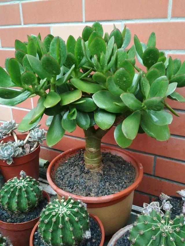 建议大家|盼着雨天来,4种花“淋淋雨”,蹭蹭长爆盆,比施肥还长得快