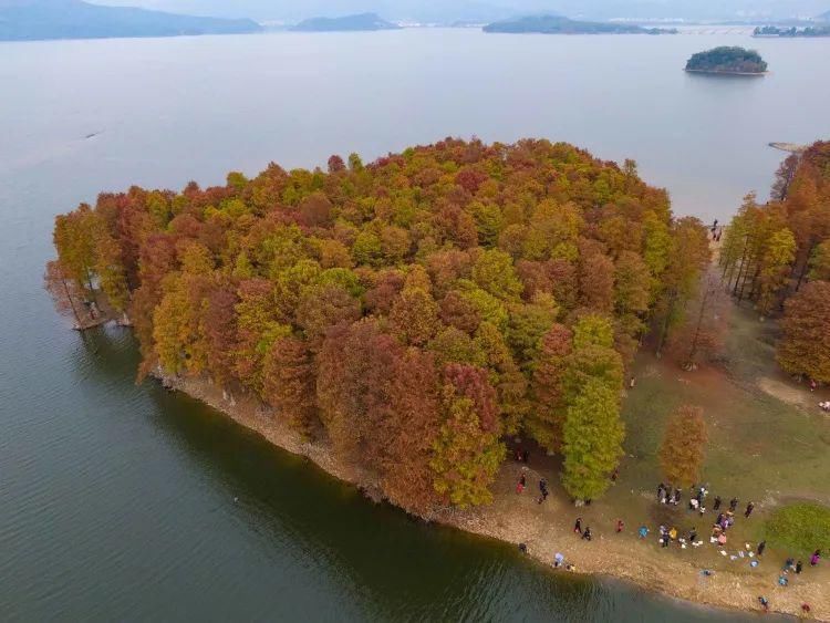 红杉林|这片风景，最近“红”遍余姚人的朋友圈