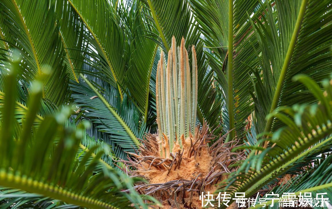 龙舌兰|3种霸气“吸毒”花,“镇宅旺财”,但是有毒,养花要知道