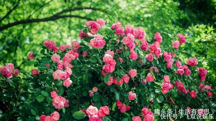蔷薇花,一开一瀑布,4个方法学到手,蔷薇瀑布跟你走!