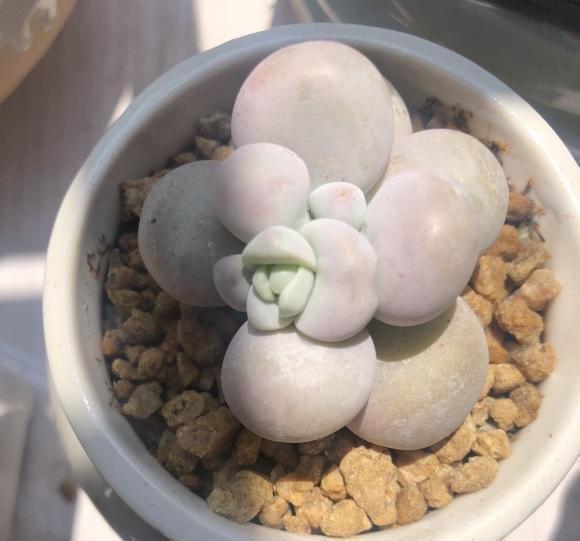 遮阴网|气温太高多肉容易死,赶紧停止浇水,高温加上浇水,多肉肯定死