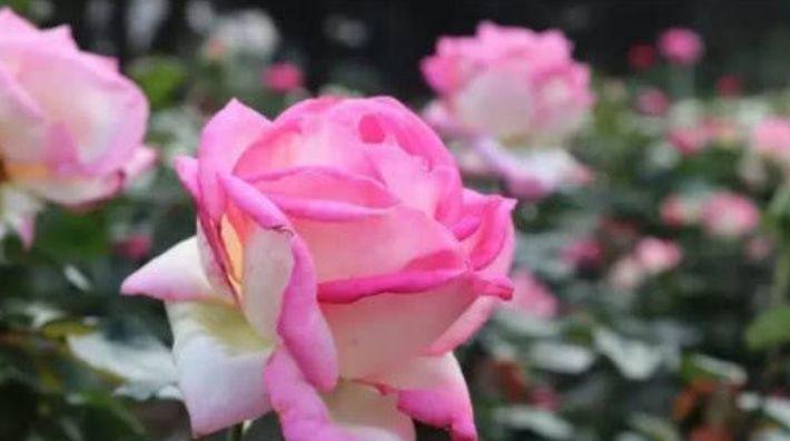 4种花“超好养”,不怕冷、不怕热,花大色艳,全年开花不断!