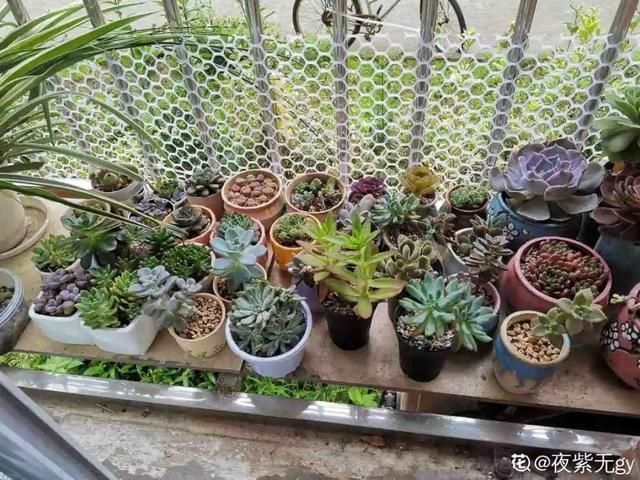 夏天养花,这个地方千万别摆,否则3天死翘翘