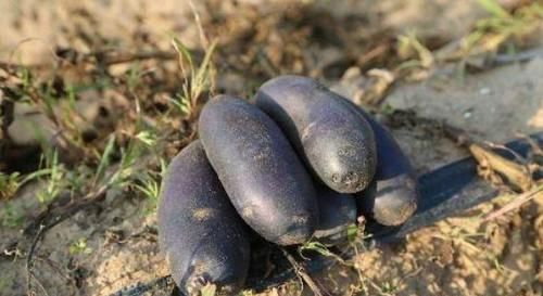 滋补身体|女性到了中年,要坚持吃3种食物,美容养生,滋补身体