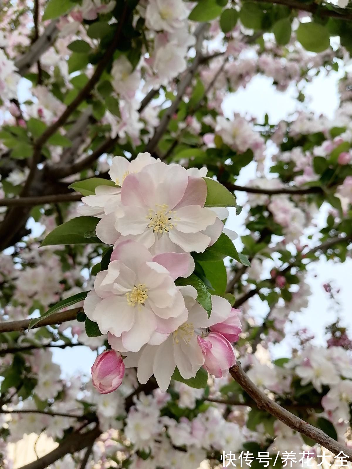 樱花|4种生长在路边的美花，春天呼呼开，堪比选美大赛