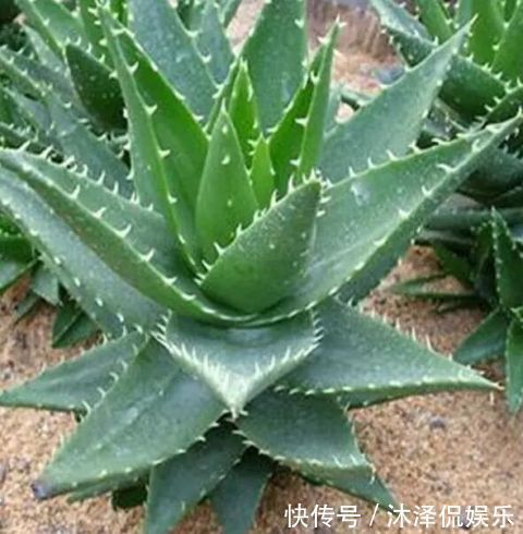 卧室放什么植物盆栽好给你推荐8款不用费心了,净化空气没烦恼!