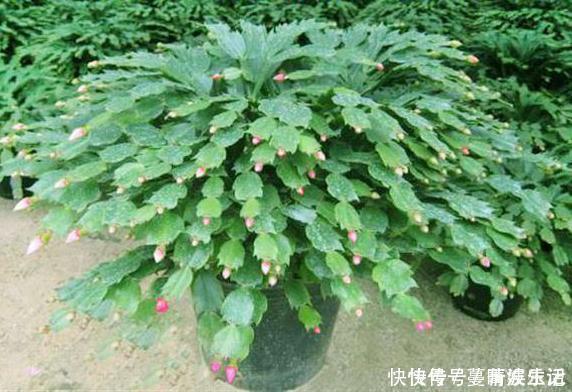 休眠期|蟹爪兰叶子“软塌塌”?教你做3步,嗖嗖冒新叶,入冬花朵爆盆