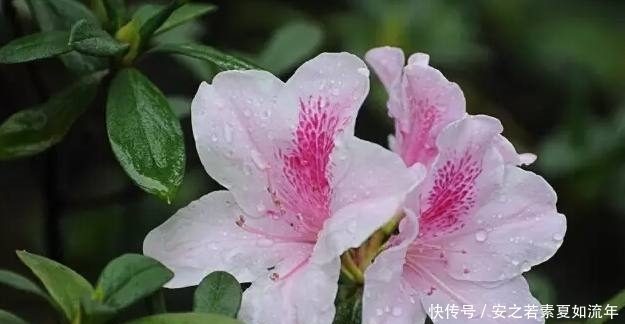 马蹄莲|养花爱浇水?那就养这4种花,越浇越爆盆,爱死了