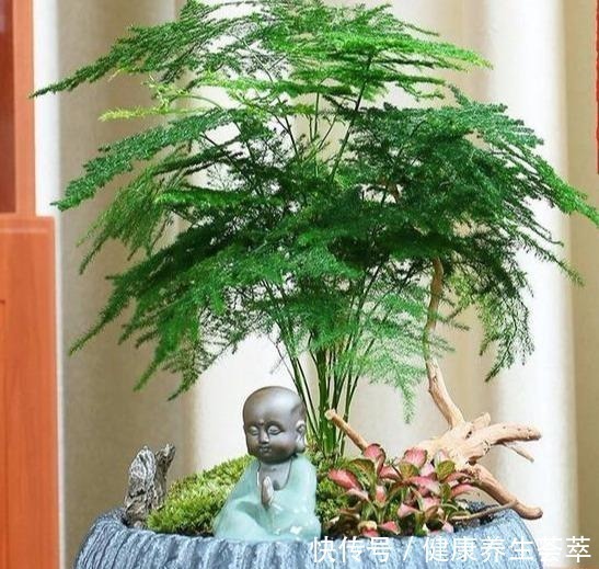 叶片|文竹有“三喜三怕”,顺着它,盛夏也生机勃勃,养成苍劲小老桩!