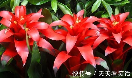 金钱树|家养“4种花”，增福、旺财长势好，放在客厅空气清新，家中必备