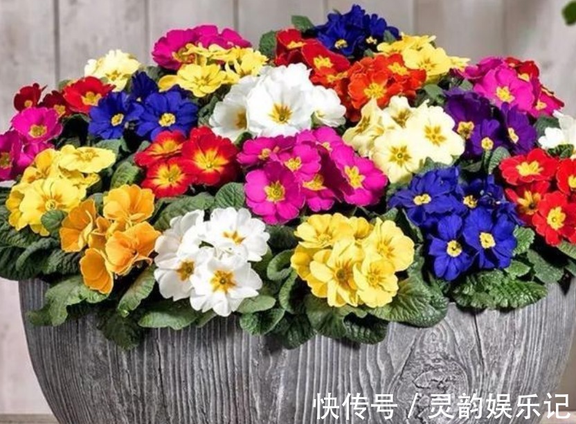 家里就养3种“女神花”，名字好听，开更美，开花漂亮上档次！