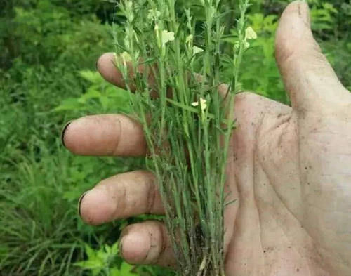 山里一种小草，平时被牛吃掉了，如今卖到1克6元，城里拿来煮汤