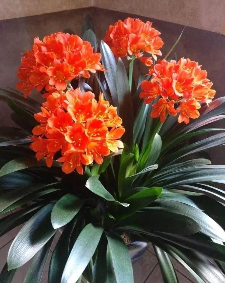 君子兰、蟹爪兰钟爱的这种水，冬天来一杯，花苞爆增