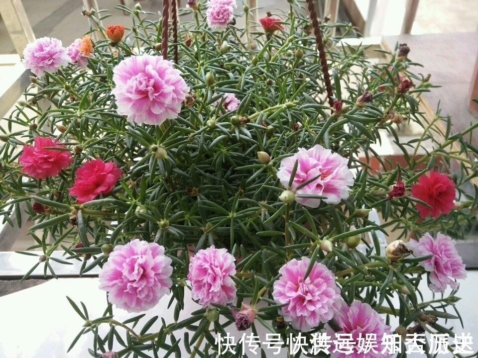 植株|4种花现在扦插，枝条扔土里“生根快”，当年开花，变成养花大户