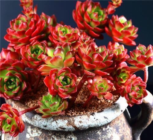 多肉植物越长越瘦是你不会捣鼓,教你4招,个个胖鼓鼓