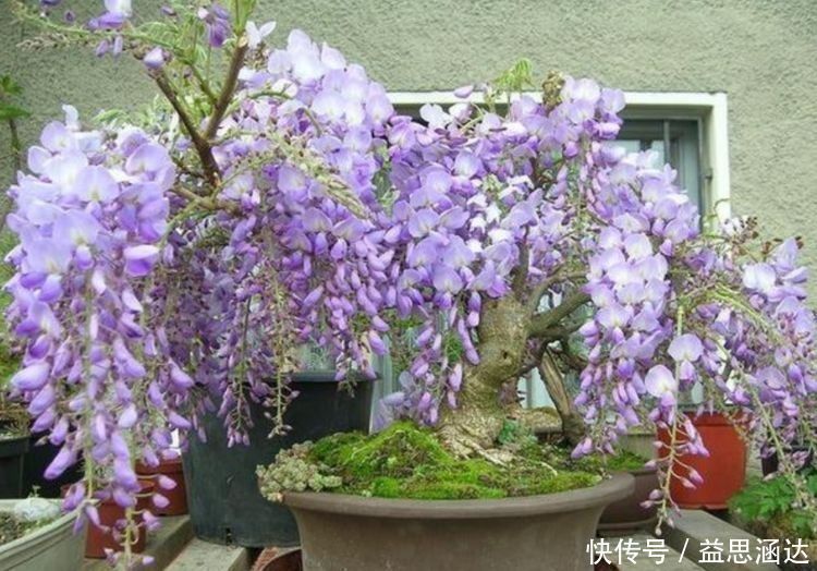 财运|几款艳美的花卉，花大色艳花期长，好运财运来，家中必备