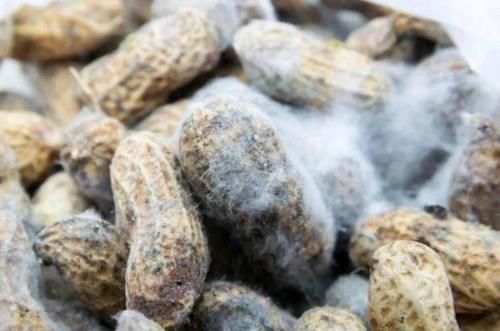 营养物质|吃花生是升血糖还是降血糖？不妨听听医生怎么说