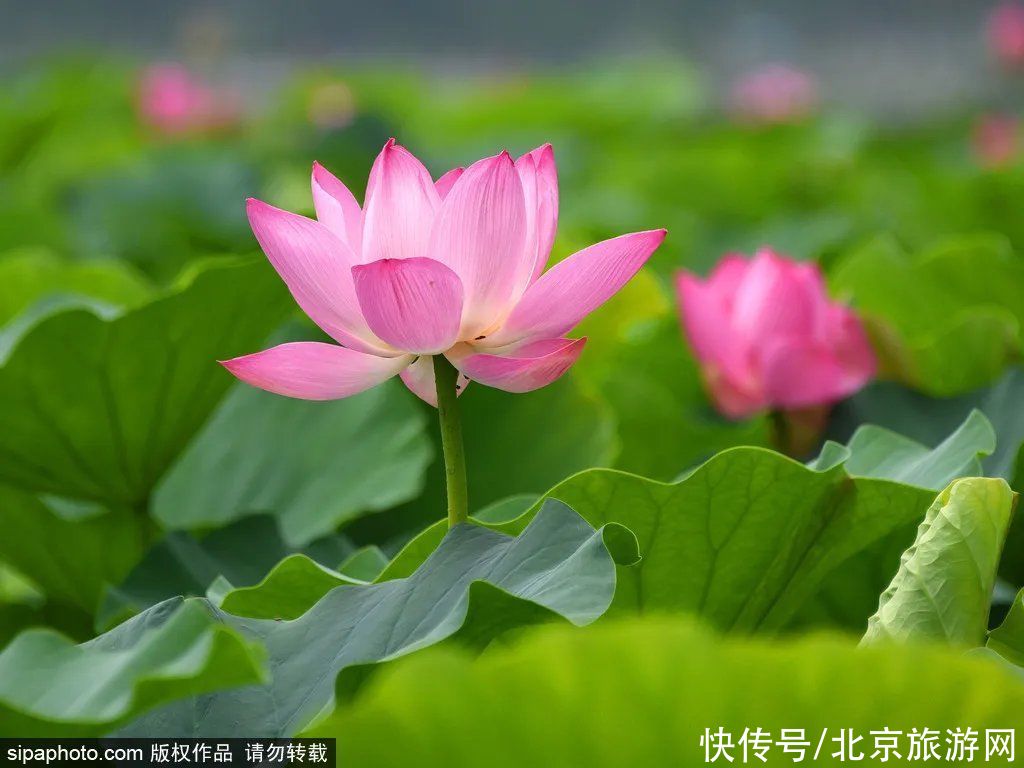 荷花|北京这家著名公园荷花节开幕啦！全市唯一一家荷花节免费开放的公园！