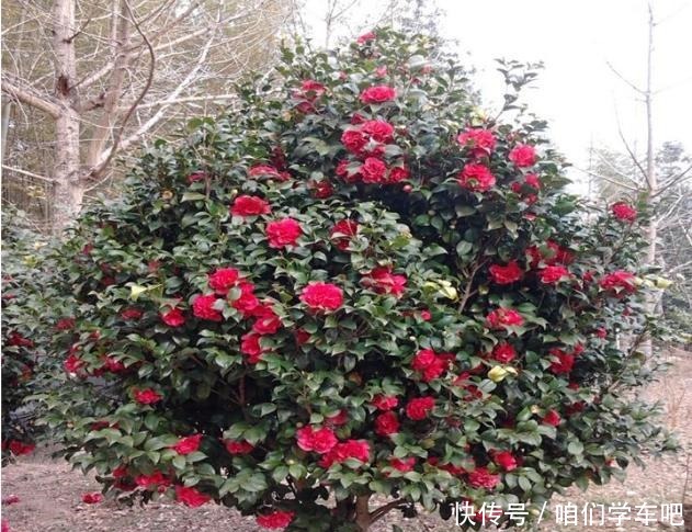家有一小院,定要养棵“它”,树态峭立,花色艳丽,比桃花要好!